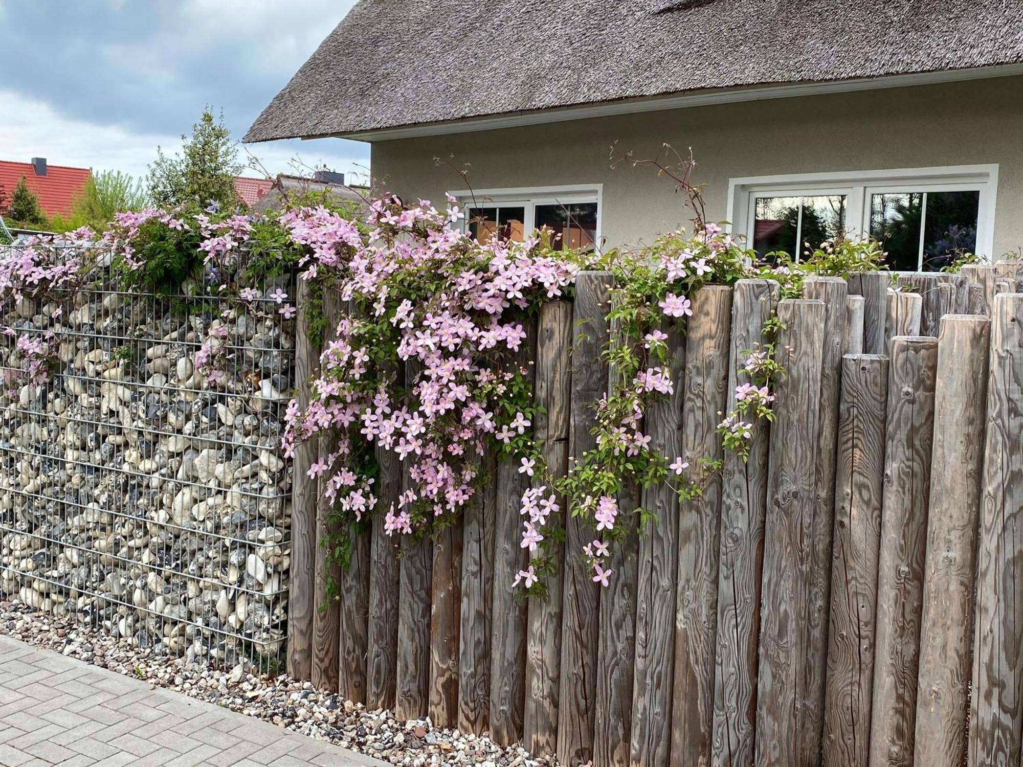 Kleine Seenixe Zingst Exteriör bild